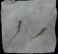 Double Permian Branchiosaur (Amphibian) Fossil #39119-1